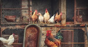 Harga Daging Ayam Broiler Hari Ini, 16 Agustus 2021: Rentan Harga di Jawa Tengah Berada di Kisaran Rp 16.000 per Kilogram