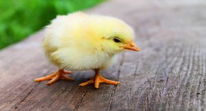 Harga Daging Ayam Broiler Hari Ini, Kamis 19 Agustus 2021: Harga Terpantau Stabil di Yogyakarta