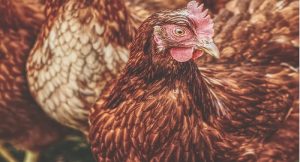Harga Daging Ayam Broiler Hari Ini Kamis 26 Agustus 2021: Harga di Jawa Timur Terus Meroket Hingga Rp 18.500 per Kilogram