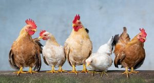 Harga Daging Ayam Broiler Hari Ini Jumat 27 Agustus 2021: Harga di Jawa Tengah Tembus Rp 19.000 per Kilogram