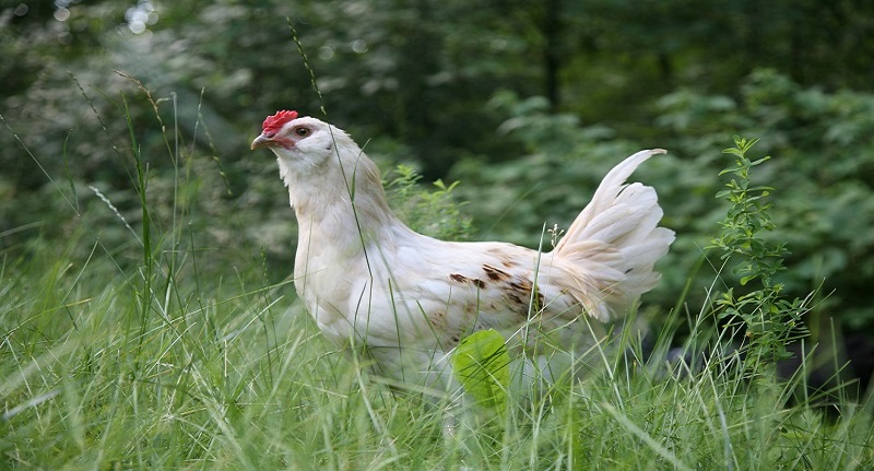 Harga Daging Ayam Broiler 28 Agustus 2021
