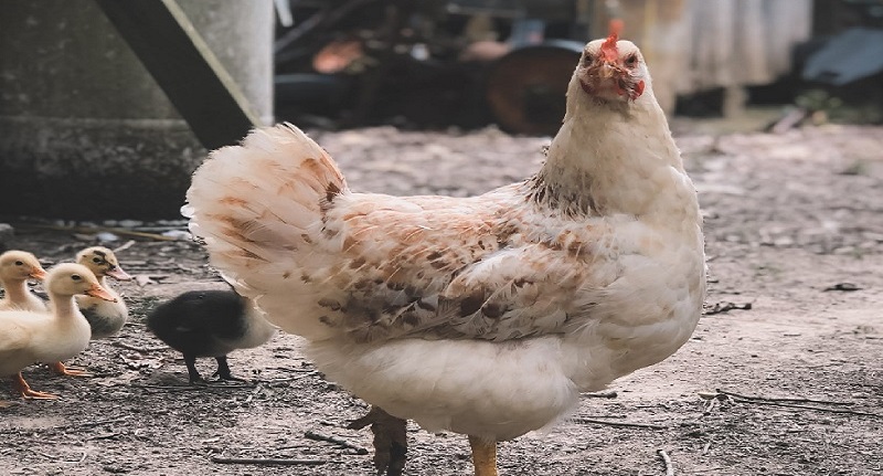 Harga Daging Ayam Broiler 29 Agustus 2021