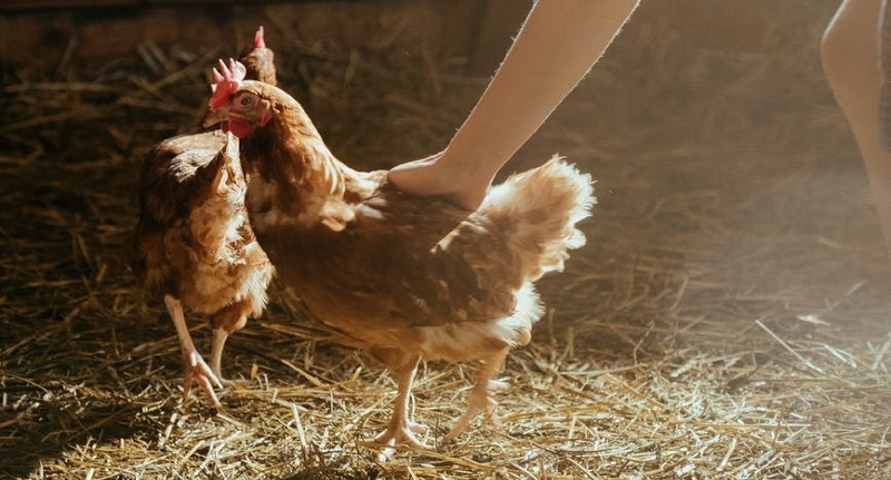 Harga Daging Ayam Broiler 30 Agustus 2021