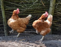 Harga Daging Ayam Broiler Hari Ini Selasa 31 Agustus 2021: Harga Tercatat Masih Belum Ada Pergerakan