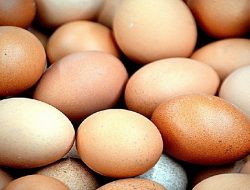 Harga Telur Ayam Ras Hari Ini Rabu 1 September 2021: Harga di Malang Kembali Merangkak Naik Rp 16.000 per Kilogram