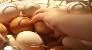 Harga Telur Ayam Ras Hari Ini, Selasa 24 Agustus 2021: Di Malang Naik Hingga Rp 1.000 per Kilogram