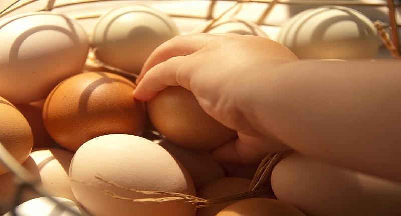 Harga Telur Ayam Ras 24 Agustus 2021