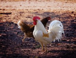 Harga Daging Ayam Broiler Hari Ini Jumat 10 September 2021: Harga Terpantau Masih Stabil dari HAri Kemarin