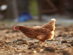 Harga Daging Ayam Broiler Hari Ini Sabtu 11 September 2021: Harga di Jawa Timur Turun Hingga Rp 1.000 per Kilogram