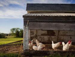 Harga Daging Ayam Broiler Hari Ini Minggu 12 September 2021: Harga Kembali Stabil Seperti Hari Kemarin