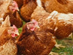 Harga Daging Ayam Broiler Hari Ini Senin 13 September 2021: Harga di Jawa Timur Kembali Turun Rp 500 per Kilogram