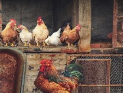 Harga Daging Ayam Broiler Hari Ini Selasa 14 September 2021: Harga Sudah Kembali Stabil