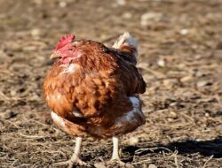 Harga Daging Ayam Broiler Hari Ini Rabu 15 September 2021: Harga di Jawa Tengah Turun Menjadi Rp 18.000 per Kilogram