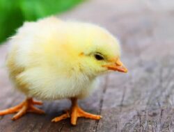 Harga Daging Ayam Broiler Hari Ini Kamis 16 September 2021: Harga di Yogyakarta Kembali Turun Rp 1.000 per Kilogram