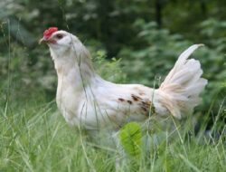 Harga Daging Ayam Broiler Hari Ini Selasa 21 September 2021: Harga di Jawa Timur Meroket