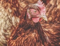 Harga Daging Ayam Broiler Hari Ini Rabu 22 September 2021: Harga di Yogyakarta Kembali Naik Rp 500 per Kilogram