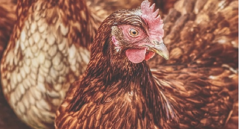 Harga Daging Ayam Broiler 22 September 2021