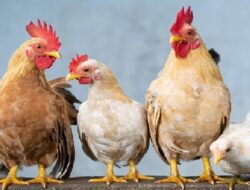 Harga Daging Ayam Broiler Hari Ini Kamis 23 September 2021: Harga di Yogyakarta Masih Stabil