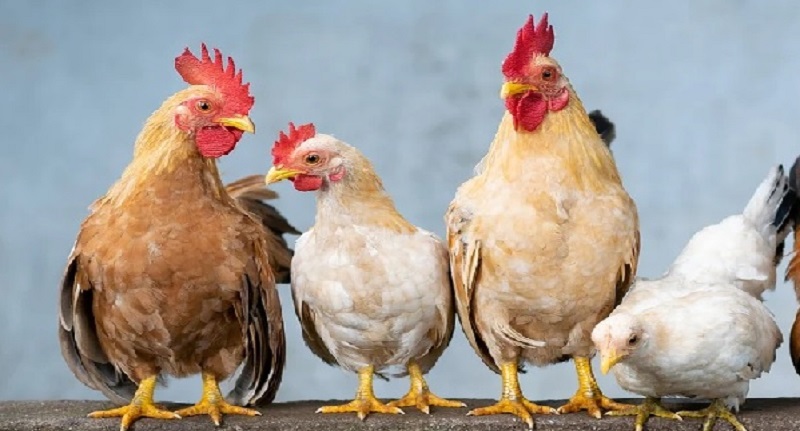 Harga Daging Ayam Broiler 23 September 2021