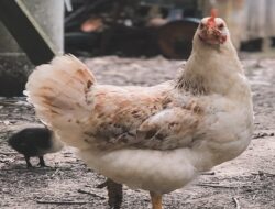 Harga Daging Ayam Broiler Hari Ini Jumat 24 September 2021: Harga di Bali Naik Rp 500