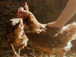 Harga Daging Ayam Broiler Hari Ini Sabtu 25 September 2021: Terjadi Fluktuasi Harga