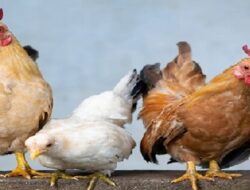 Harga Daging Ayam Broiler Hari Ini Selasa 28 September 2021: Harga di Jawa Tengah Kembali Turun