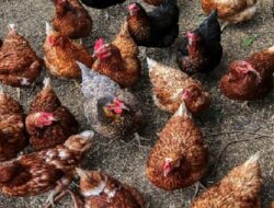 Harga Daging Ayam Broiler Hari Ini Rabu 29 September 2021: Di Jawa Timur Harga Turun Rp 500 per Kilogram