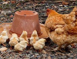 Harga Daging Ayam Broiler Hari Ini Jumat 3 September 2021: Harga di Jambi Naik Rp 1.000 per Kilogram