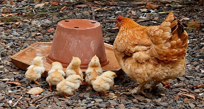 Harga Daging Ayam Broiler 3 September 2021