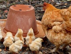 Harga Daging Ayam Broiler Hari Ini Kamis 30 September 2021: Harga di Bengkulu Turun Rp 500 per Kilogram