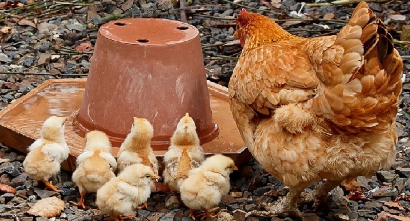 Harga Daging Ayam Broiler 30 September 2021