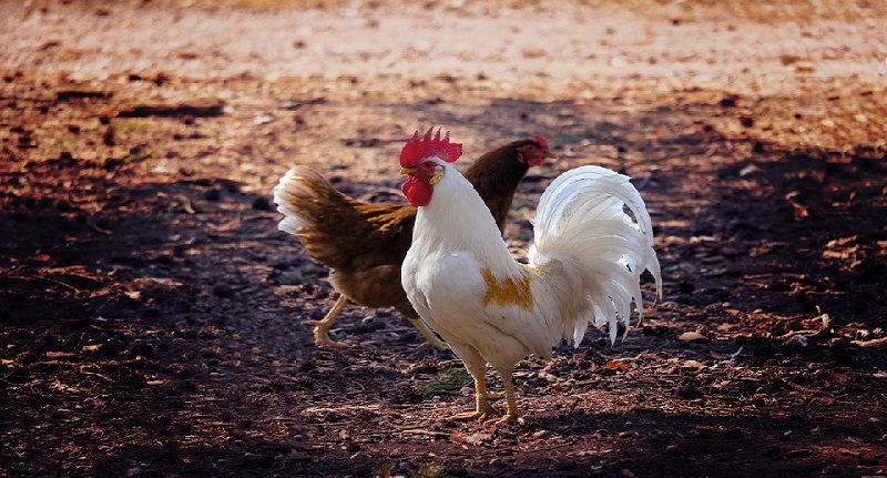 Harga Daging Ayam Broiler 5 September 2021