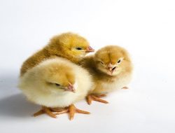 Harga Daging Ayam Broiler Hari Ini Selasa 7 September 2021: Harga Masih Stabil dari Hari Kemarin