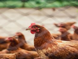 Harga Daging Ayam Broiler Hari Ini Rabu 8 September 2021: Harga di Bali Meroket Naik Hingga Rp 1.500 per Kilogram