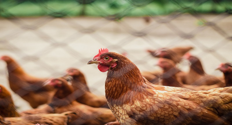 Harga Daging Ayam Broiler 8 September 2021