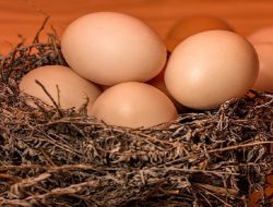 Harga Telur Ayam Ras Hari Ini Jumat 10 September 2021: Harga di Malang Naik Rp 100 per Kilogram
