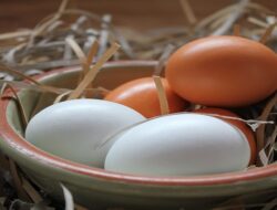 Harga Telur Ayam Ras Hari Ini Selasa 21 September 2021: Harga di Bogor Naik Hingga Rp 900 per Kilogram