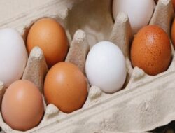 Harga Telur Ayam Ras Hari Ini Jumat 24 September 2021: Harga Anjlok di Jawa Barat