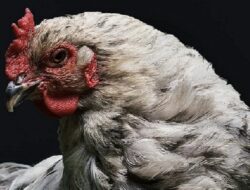Harga Daging Ayam Broiler Hari Ini Sabtu 2 Oktober 2021: Harga di Jawa Timur Kembali Stabil