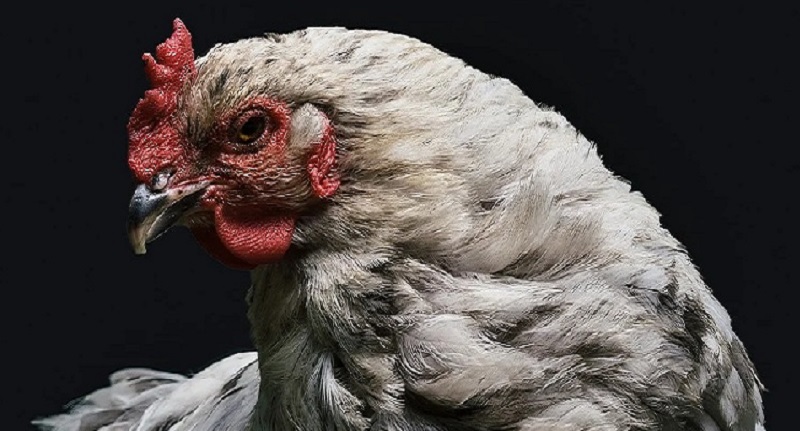 Harga Daging Ayam Broiler 2 Oktober 2021