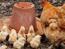 Harga Daging Ayam Broiler Hari Ini Minggu 3 Oktober 2021: Harga di Jawa Timur Masih Stabil di Rp 17.000 per Kilogram