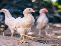 Harga Daging Ayam Broiler Hari Ini Senin 4 Oktober 2021: Harga di Yogyakarta Naik Rp 1.000 per Kilogram