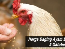 Harga Daging Ayam Broiler Hari Ini Selasa 5 Oktober 2021: Harga di Jawa Tengah Kembali Stabil Rp 17.500 per Kilogram