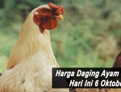 Harga Daging Ayam Broiler Hari Ini Rabu 6 Oktober 2021: Harga di Yogyakarta Meroket Naik Rp 1.000 per Kilogram