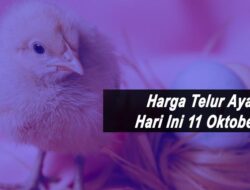 Harga Telur Ayam Ras Hari Ini Senin 11 Oktober 2021: Harga di Lampung Stabil Rp 17.000 per Kilogram