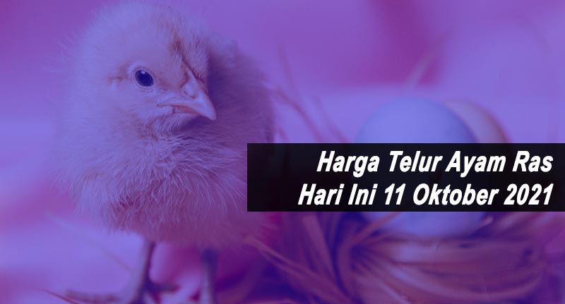Harga Telur Ayam Ras 11 Oktober 2021