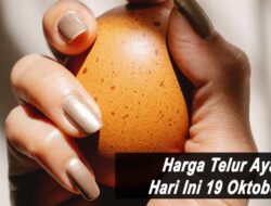 Harga Telur Ayam Ras Hari Ini Selasa 19 Oktober 2021: Harga di Kediri Rp 14.200 per Kilogram