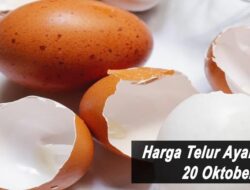 Harga Telur Ayam Ras Hari Ini Rabu 20 Oktober 2021: Harga Di Jabar Turun Hingga Rp 1.000 per Kilogram