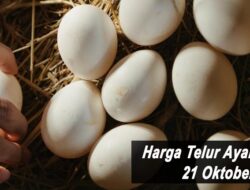 Harga Telur Ayam Ras Hari Ini Kamis 21 Oktober 2021: Harga di Blitar Naik Rp 200 per Kilogram