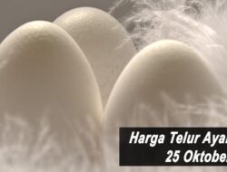 Harga Telur Ayam Ras Hari Ini Senin 25 Oktober 2021: Harga Naik Rp 500 Hingga Rp 1.000 per Kilogram